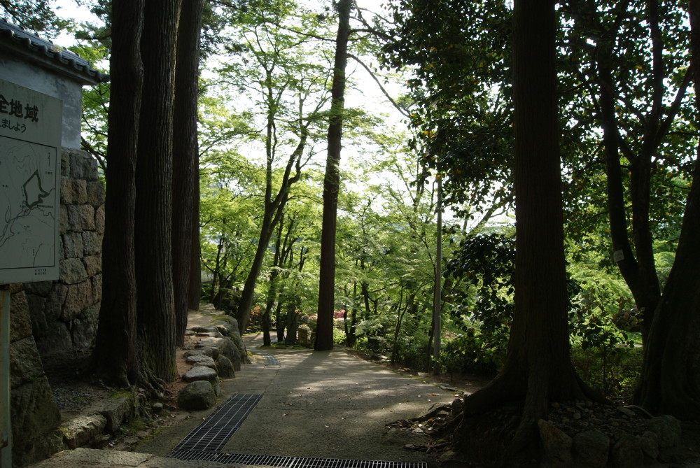 SONY DSC